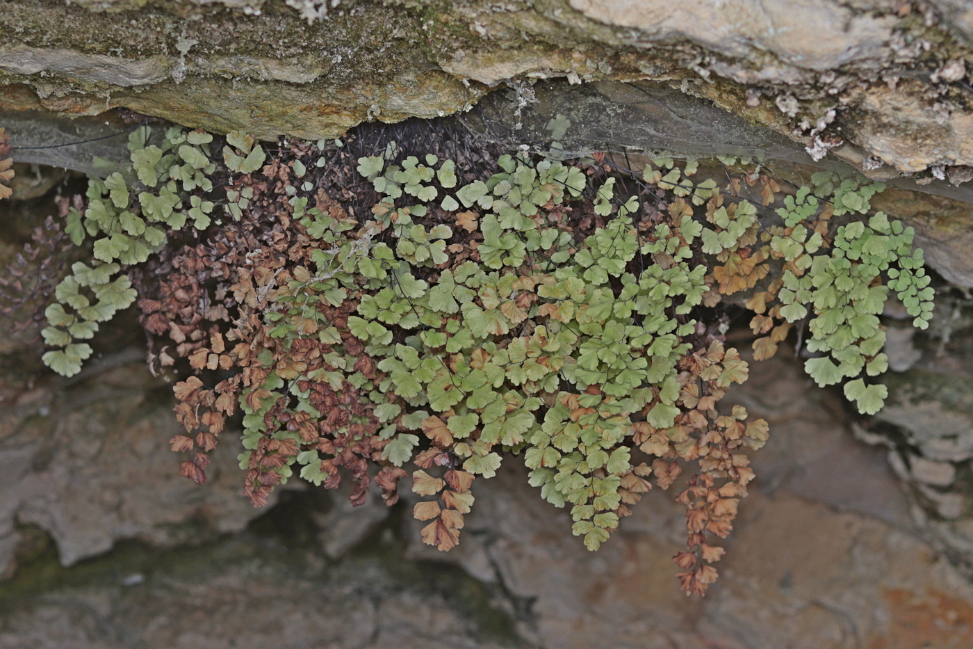 Изображение особи Adiantum capillus-veneris.