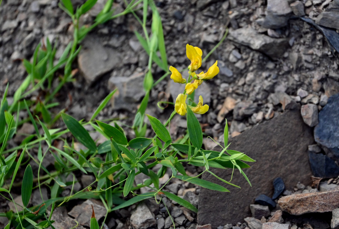 Image of Lathyrus pratensis specimen.