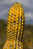 Смотреть изображение семейство Cactaceae