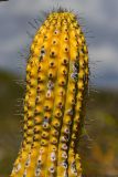 familia Cactaceae