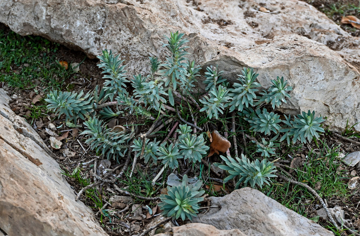 Image of Euphorbia rigida specimen.