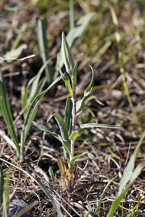 Image of Tragopogon orientalis specimen.