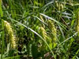 Carex vesicaria