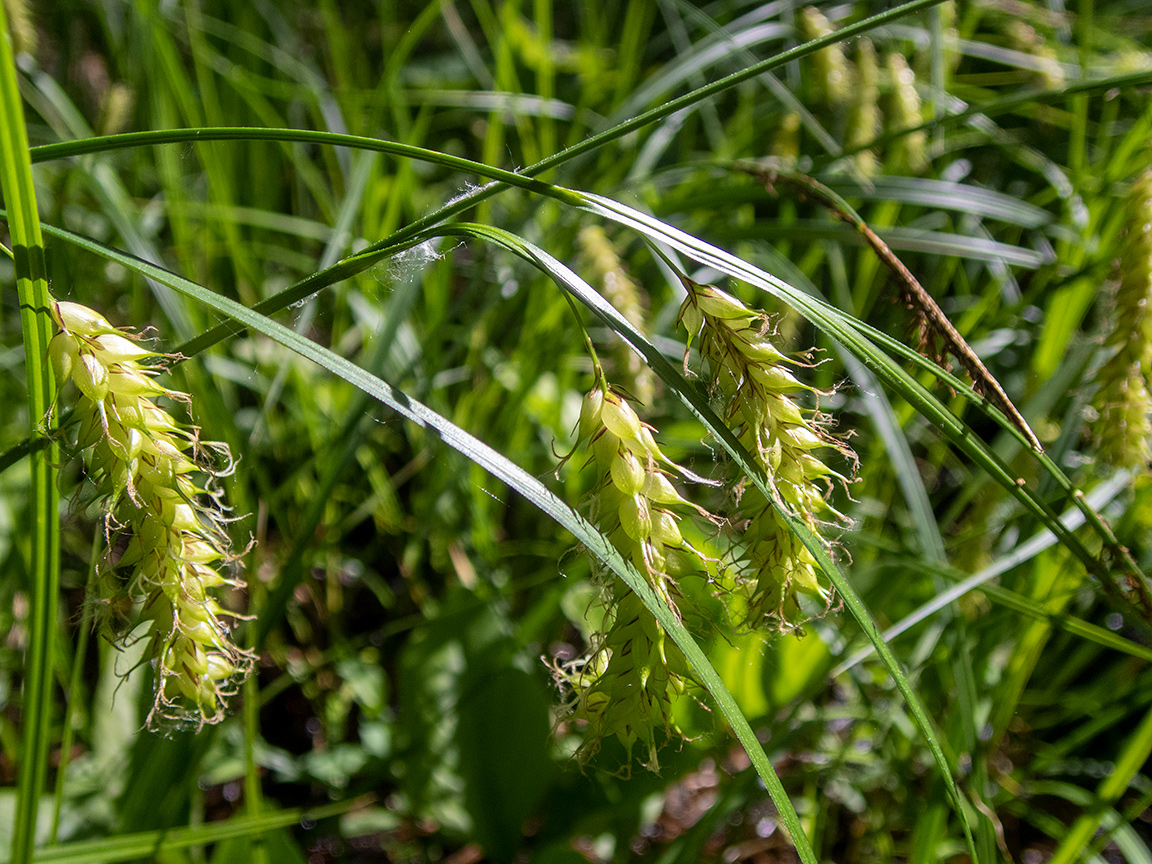 Изображение особи Carex vesicaria.