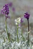 Anacamptis subspecies caucasica