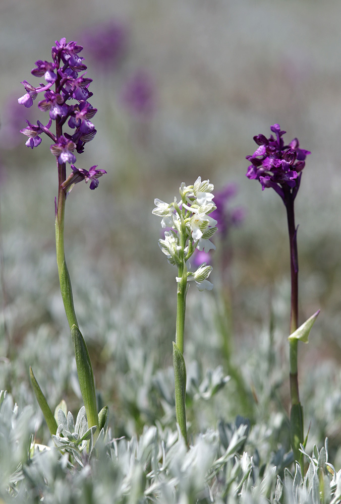 Image of Anacamptis morio ssp. caucasica specimen.