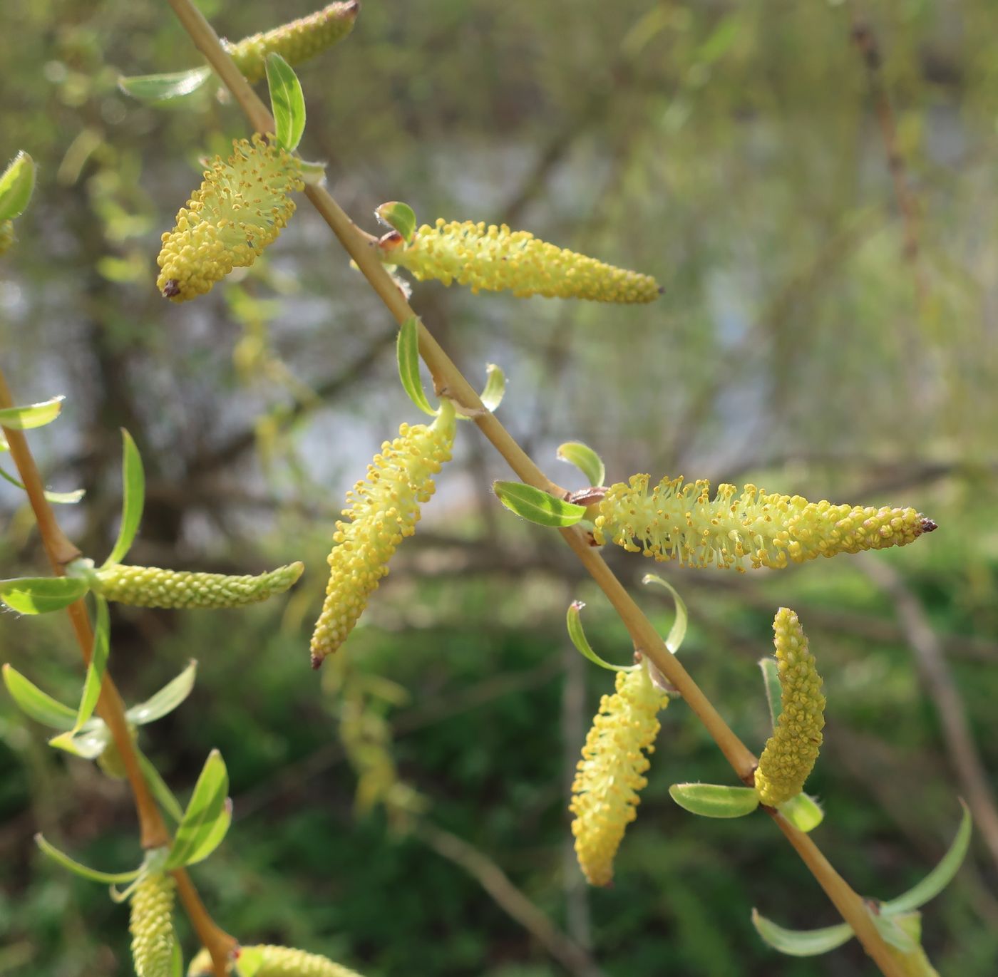 Image of genus Salix specimen.