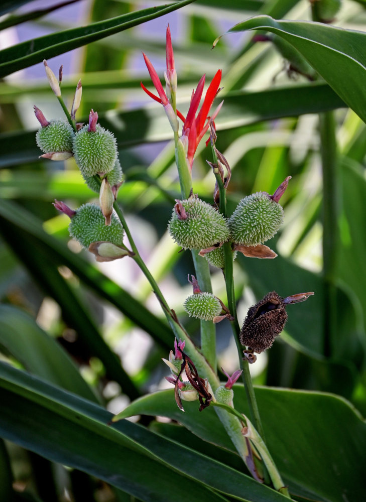 Image of Canna indica specimen.