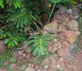 Monstera deliciosa. Верхушка побега. Чили, обл. Valparaiso, провинция Isla de Pascua, г. Hanga Roa, ограда двора. 17.03.2023.