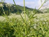 Anthriscus sylvestris variety nemorosa. Средняя часть цветущего растения. Адыгея, Кавказский биосферный заповедник, ур. Яворова Поляна, ≈ 1700 м н.у.м., субальпийский луг. 28.06.2023.