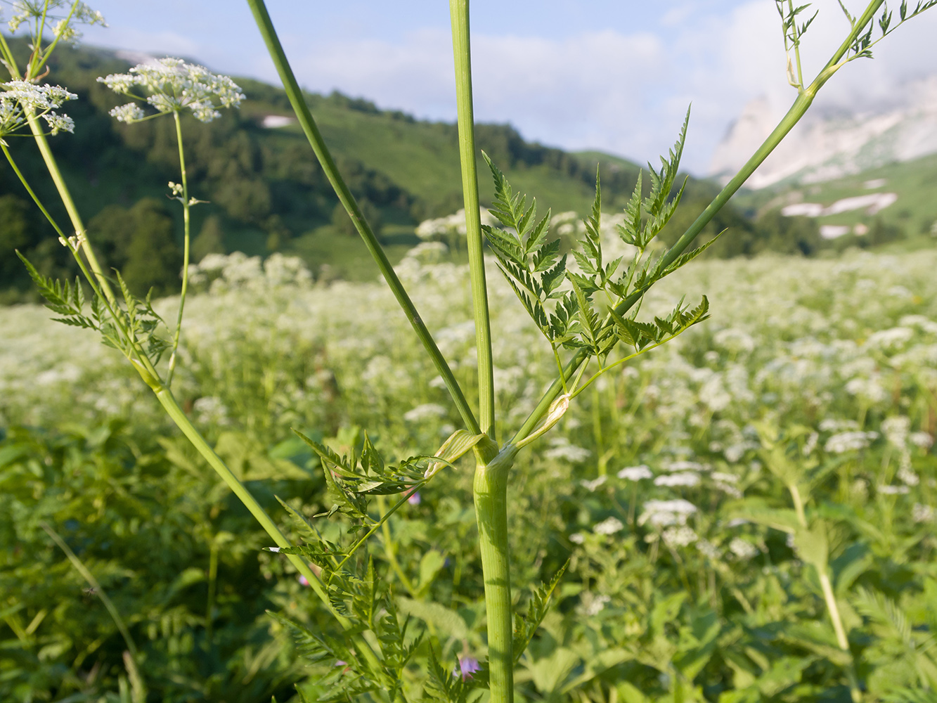 Изображение особи Anthriscus sylvestris var. nemorosa.