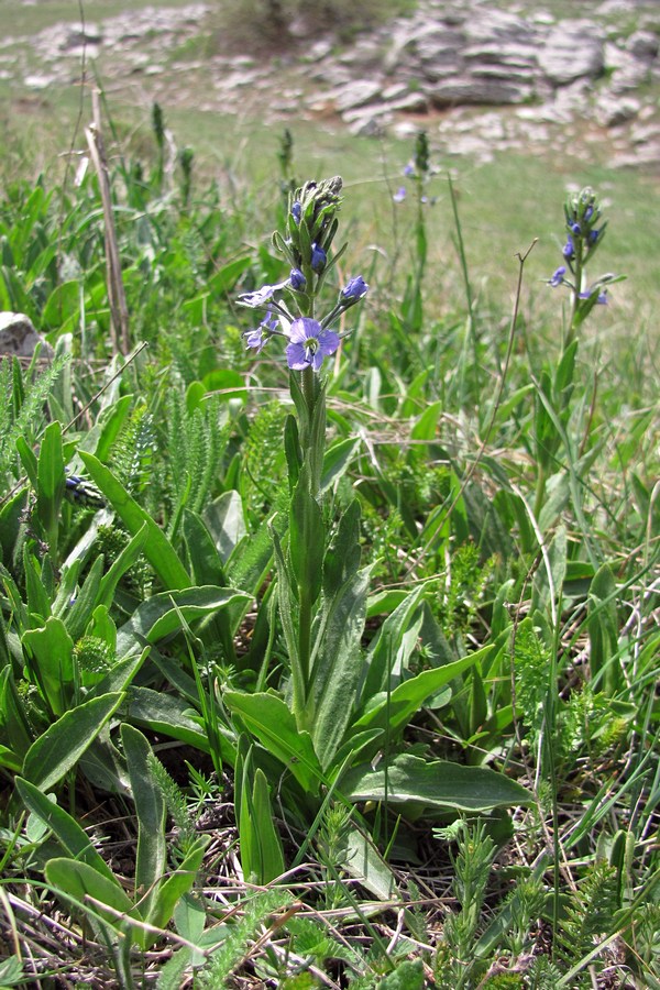 Image of Veronica gentianoides specimen.