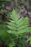 Pteridium pinetorum. Сегмент вайи (вид на абаксиальную поверхность). Челябинская обл., Верхнеуфалейский гор. округ, окр. горы Малый Шихан, берёзовый лес. 2 июля 2023 г.