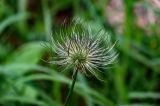 Pulsatilla multifida