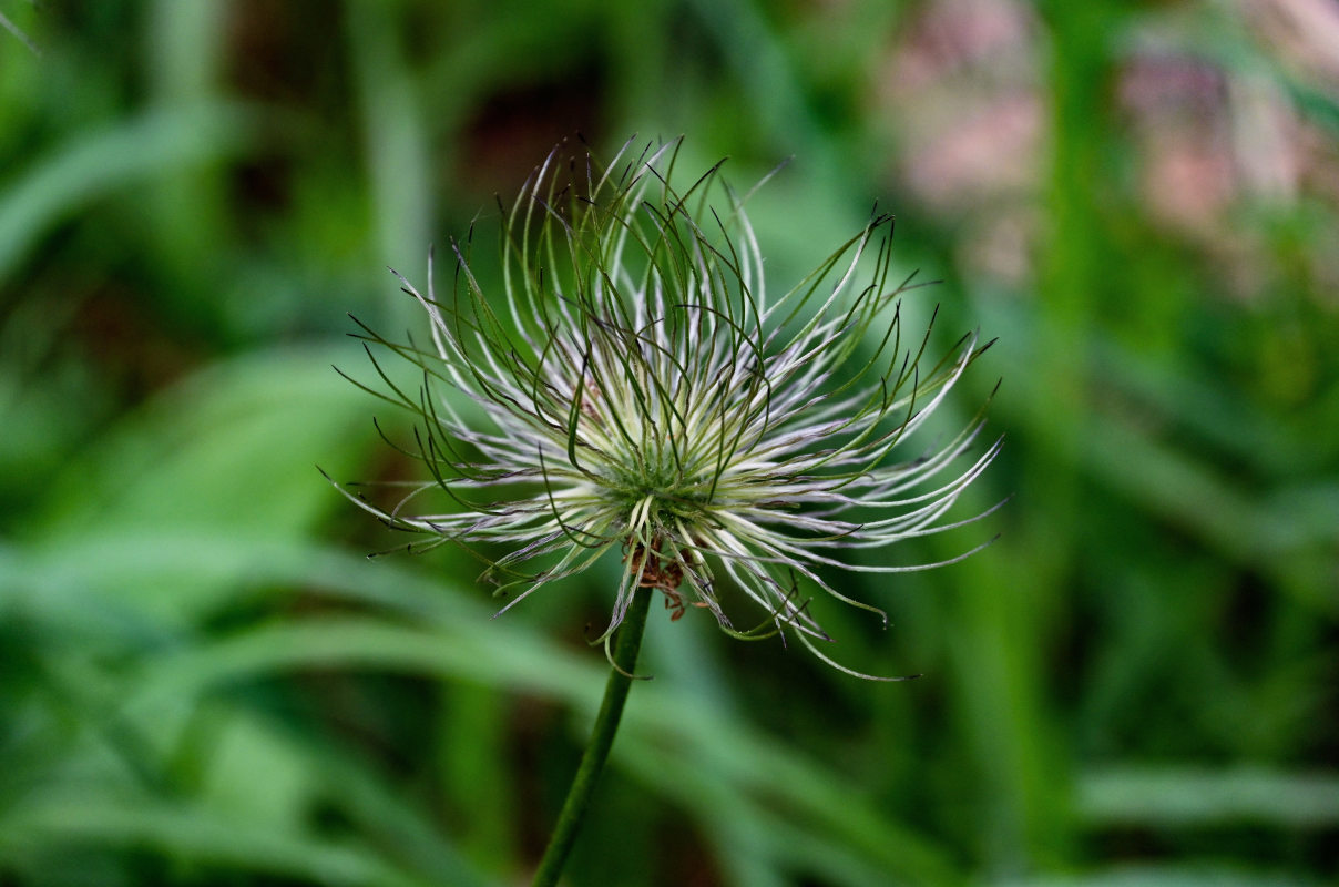 Image of Pulsatilla multifida specimen.