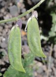 Vicia sosnowskyi