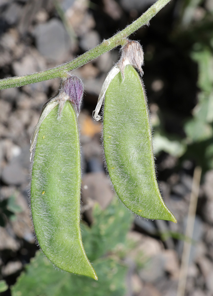 Изображение особи Vicia sosnowskyi.