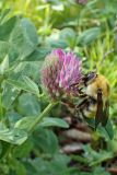 Trifolium pratense