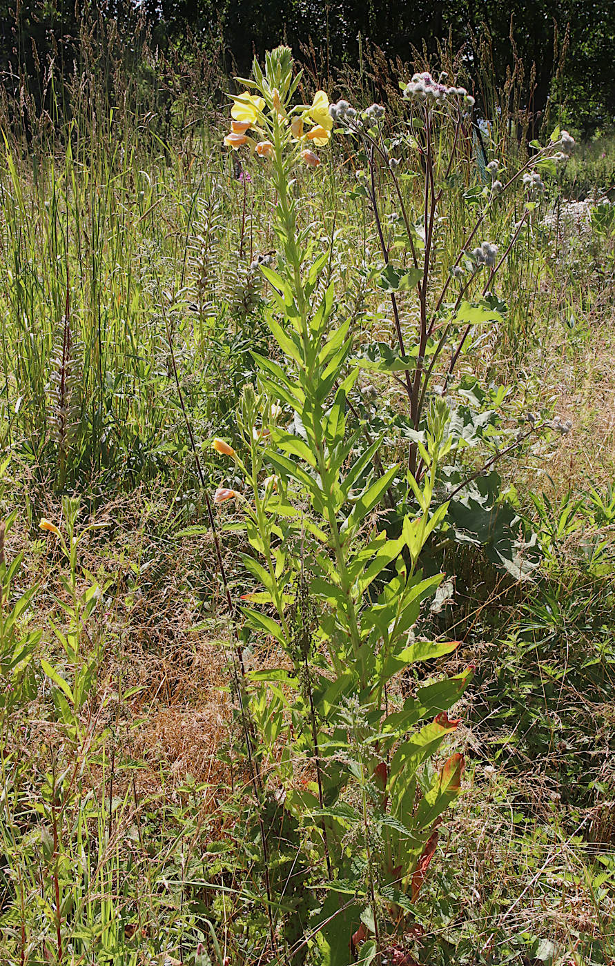 Изображение особи Oenothera biennis.