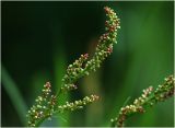 Image of taxon representative. Author is Виталий Гуменюк