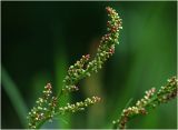 Rumex acetosa