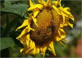 Helianthus annuus. Соцветие с питающимися пчелами. Московская обл., Раменский р-н, окр. дер. Хрипань, садовый участок. 28.08.2023.