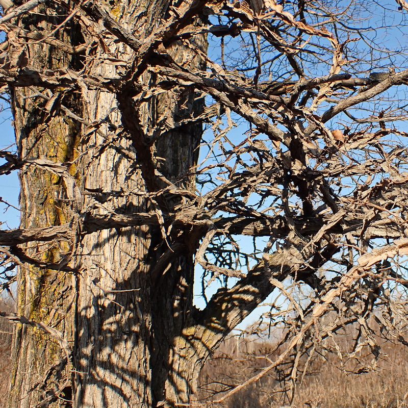 Image of Ulmus japonica specimen.