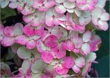 Hydrangea paniculata