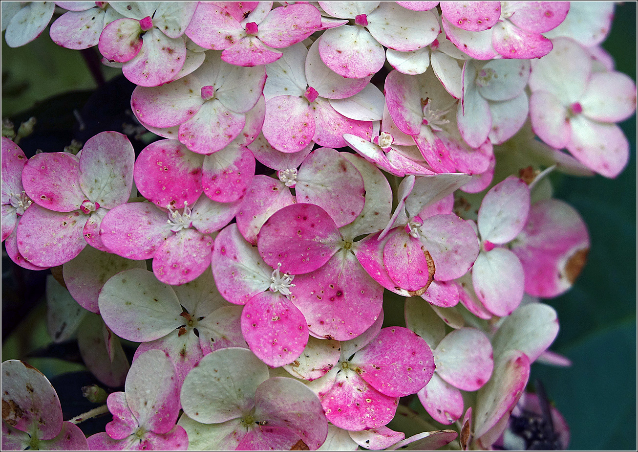 Image of Hydrangea paniculata specimen.