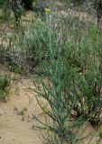 Tragopogon dasyrhynchus variety daghestanicus. Цветущее растение в сообществе с Artemisia. Дагестан, Кумторкалинский р-н, бархан Сарыкум, песчаный склон. 30.04.2022.