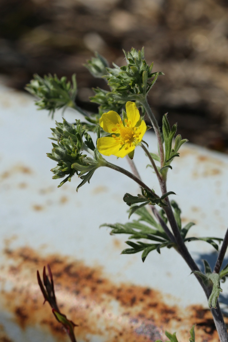 Image of Potentilla argentea specimen.