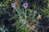 Echinops crispus. Цветущее растение. Оренбургская обл., Кувандыкский гор. округ, заповедник \"Шайтан-Тау\", хр. Шайтан-Тау, ≈ 500 м н.у.м., луговой склон. 06.07.2023.