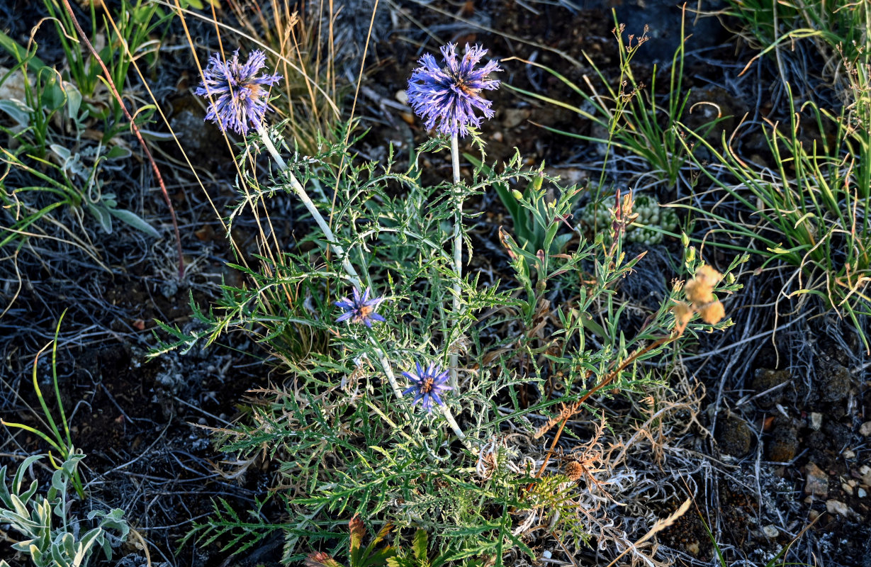 Изображение особи Echinops albotomentosus.