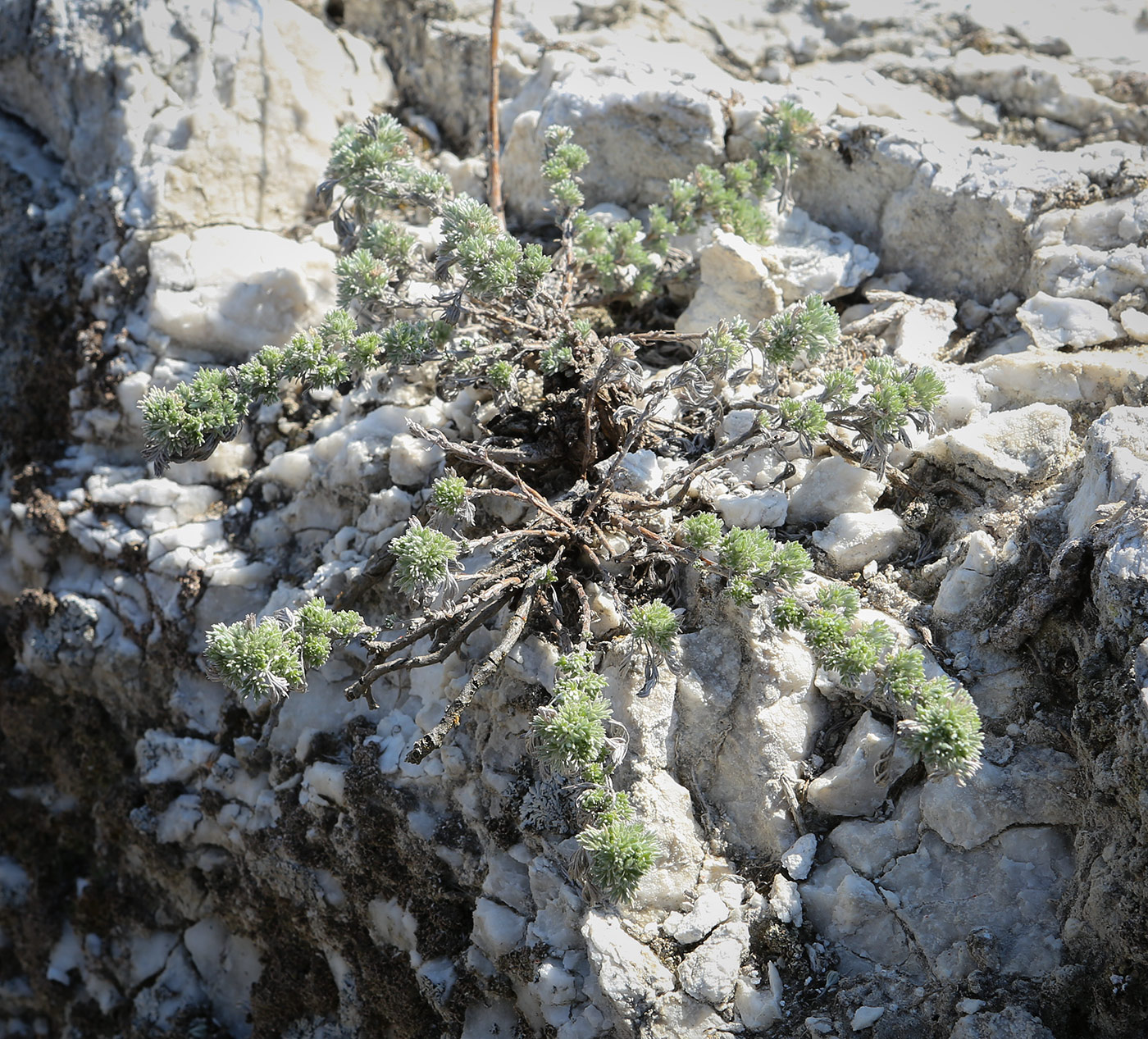 Image of Artemisia frigida specimen.