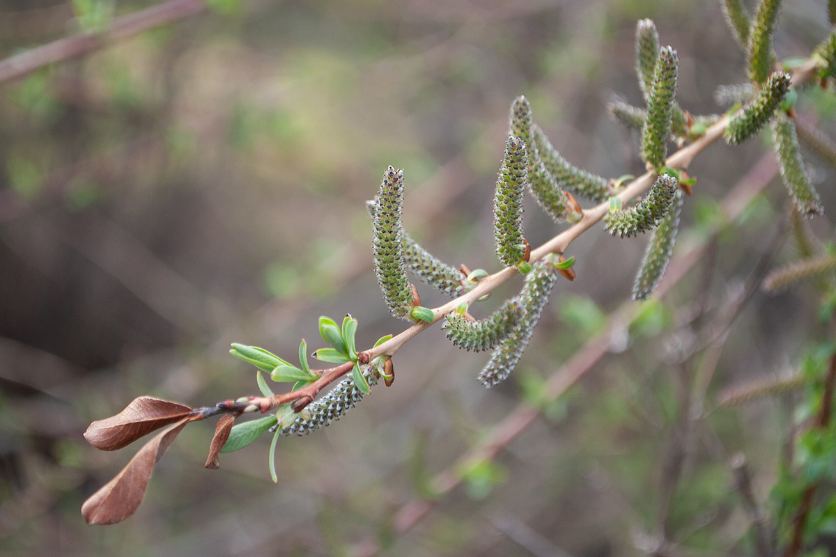 Image of Salix purpurea specimen.