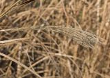 Miscanthus sinensis