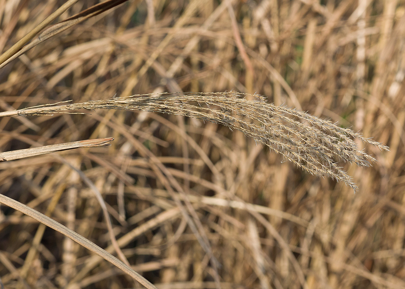 Изображение особи Miscanthus sinensis.