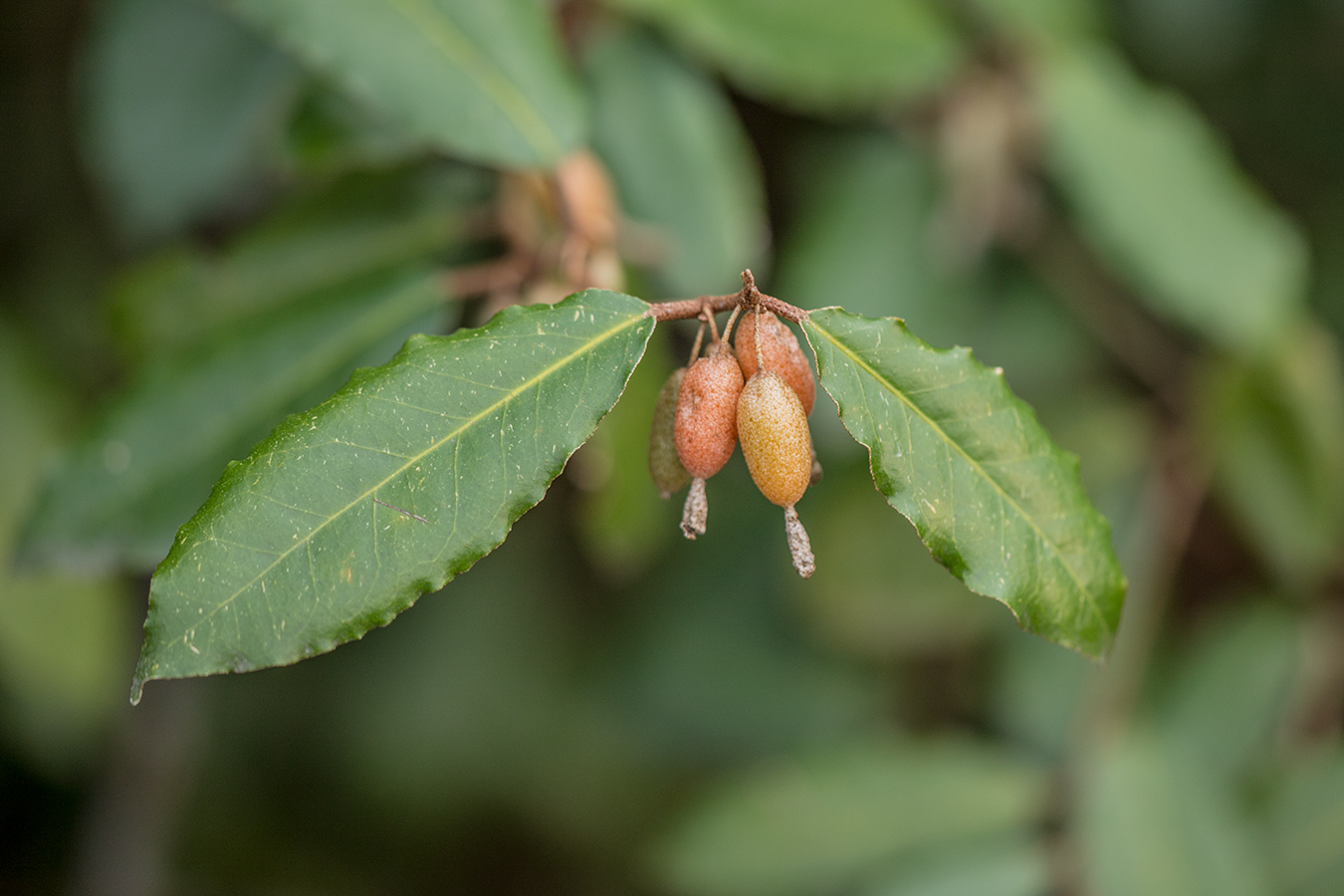 Изображение особи Elaeagnus pungens.