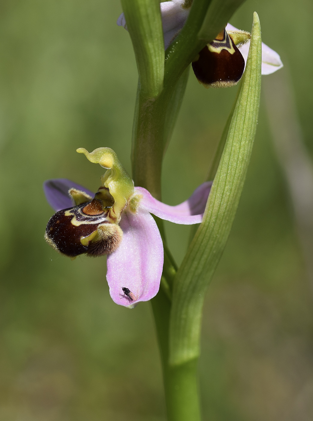 Image of Ophrys apifera specimen.