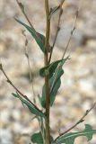 Lactuca serriola