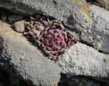 Sempervivum ruthenicum. Вегетирующие растения. Ростовская обл., г. Донецк, правый, высокий берег реки Северский Донец, скальные обнажения. 09.04.2024.