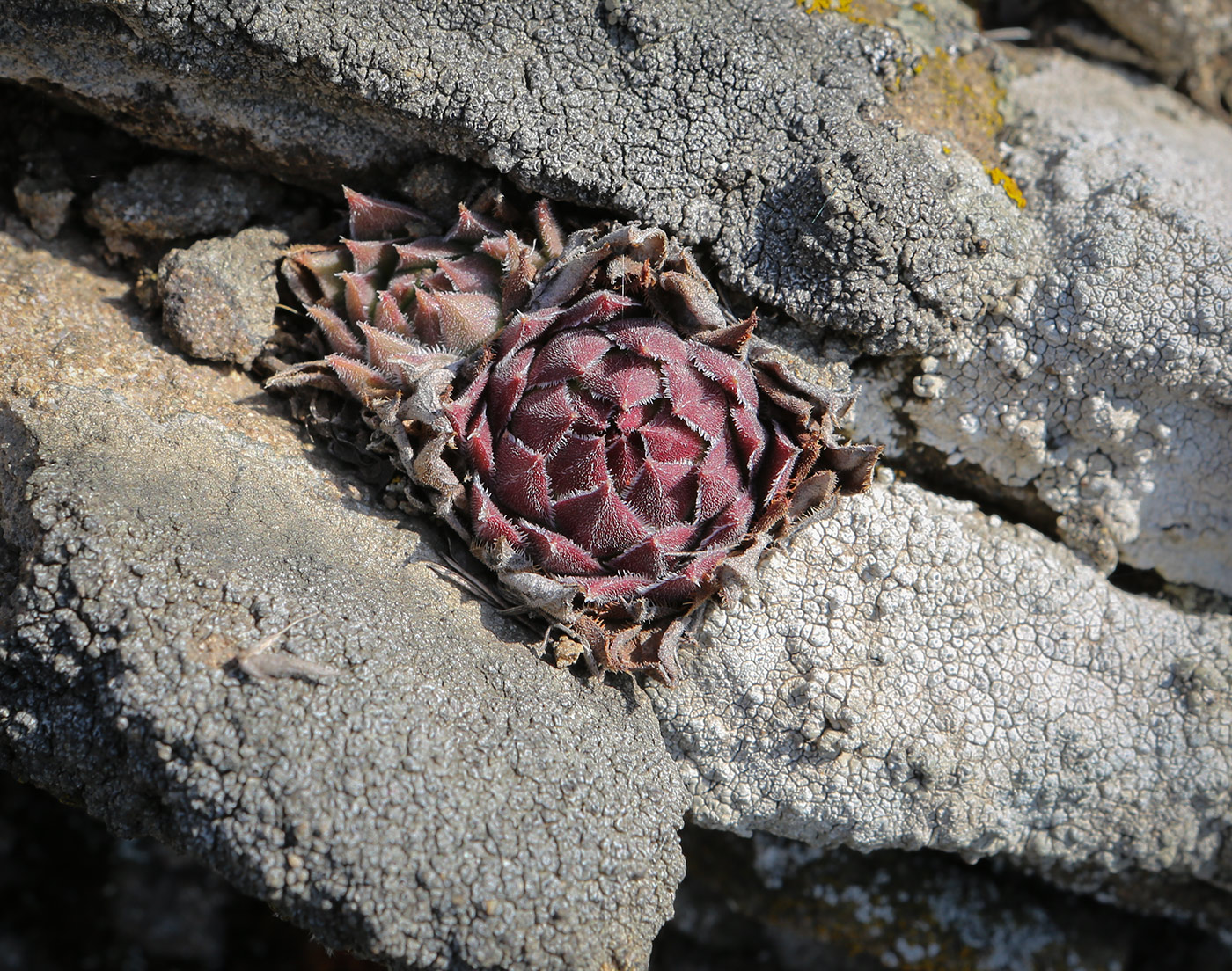 Image of Sempervivum ruthenicum specimen.