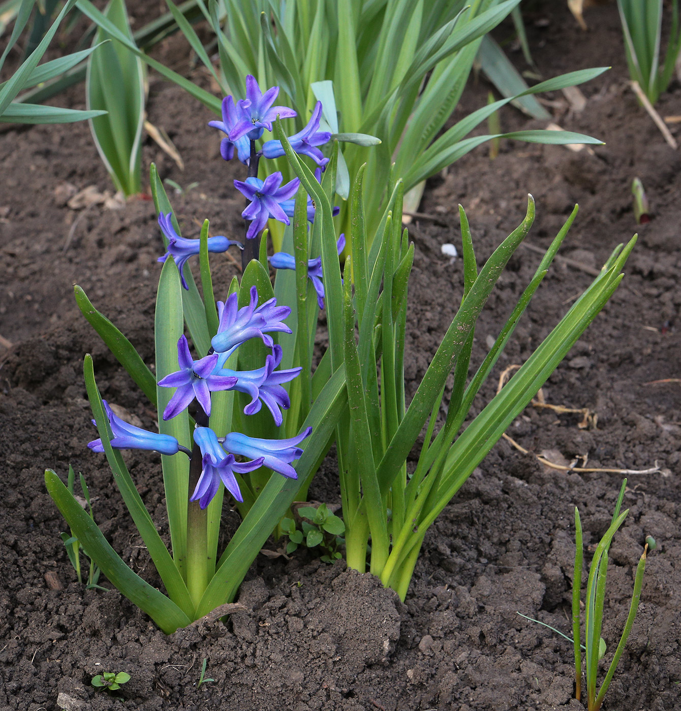 Image of Hyacinthus orientalis specimen.