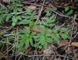 genus Angelica. Лист. Абхазия, Рицинский реликтовый национальный парк, северный берег оз. Рица, ≈ 900 м н.у.м., широколиственный лес. 13.04.2024.