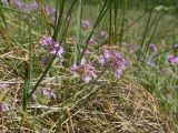 Thymus markhotensis. Цветущие растения. Краснодарский край, м/о г. Новороссийск, склон горы Херсонка, остепнённый луг. 10.05.2024.