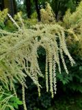 Aruncus sylvestris