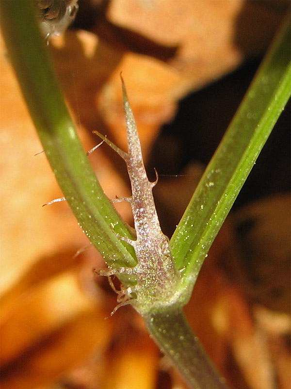 Image of Viola reichenbachiana specimen.