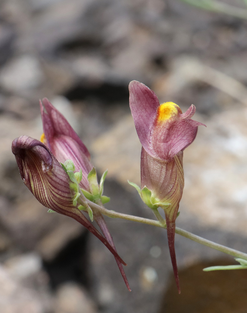 Image of Linaria popovii specimen.