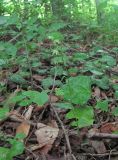Epipactis persica