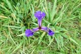 Iris setosa